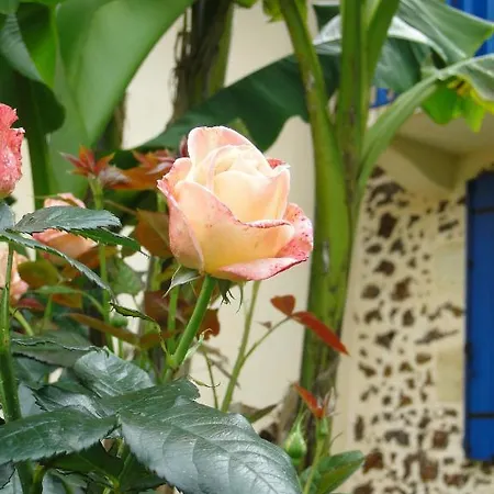 Bed & Breakfast D'hotes L'airial *